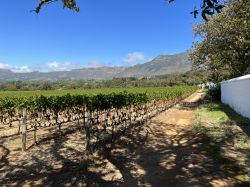 Südafrika/Stellenbosch