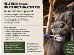  - Münster - Bild 1