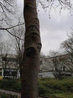 Traf ein Baum ein Vielauge. Mit dem 5. sieht man besser
