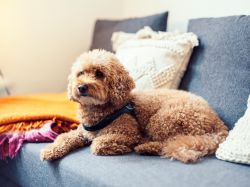 ZAUBERFRAU Büro Hund Caspar